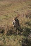Cheetah on patrol