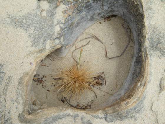 Weed growing in hole of coral rock