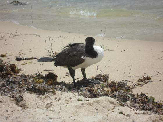 Bird napping at our feet