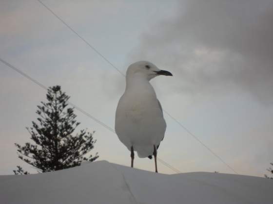 Very white sea gull